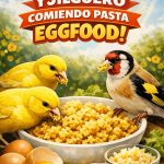 Easyyem Egg Food Canarios (Amarilla)